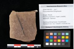 Foto (Objekt + Etikett) von Pinus praecembra Ettingshausen (NHMW-GEO-2024-0188-0281)